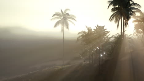 Blick-Auf-Die-Palmen-Im-Nebel